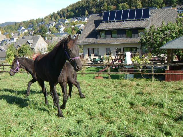 Haus Cristallo Olsberg Extérieur photo